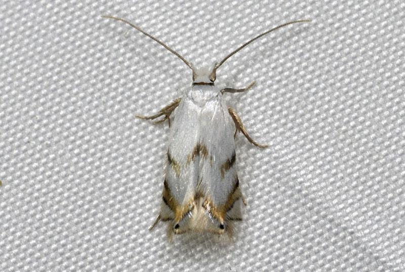 Pseudopostega  crepusculella - Opostegidae